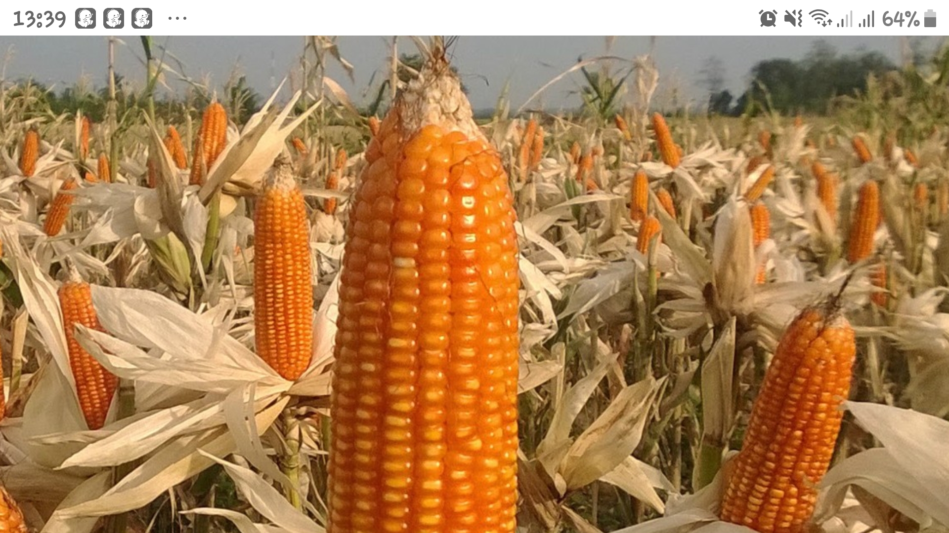 La cosmogonía pipil: origen del mundo y de la vida-1